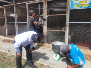 Peternakan Lapas Pekanbaru Kembali Panen Ayam Kampung