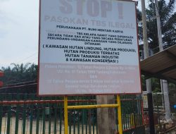 PKS BMK Tapung Diduga Beli TBS Ilegal Dari Lahan Kawasan Konservasi Tahura SSH Riau